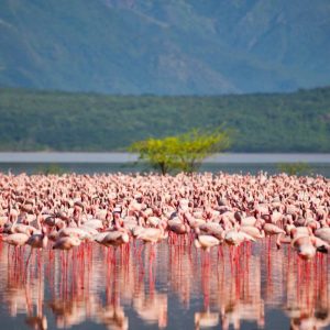 Birdwatching along one of the serene Rift Valley Lakes