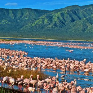 Witness the breathtaking beauty of flamingos gracing the alkaline waters of Lake Elementaita