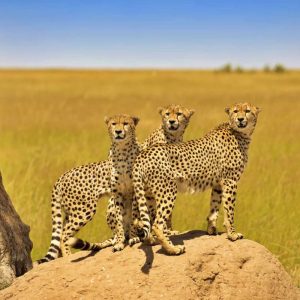 Leopards viewed on a game drive in the Masai Mara